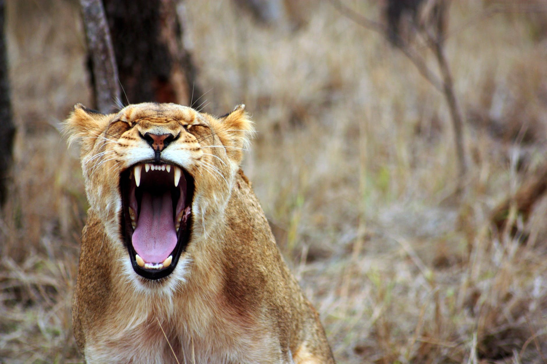 Let Her Roar